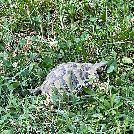 Hysa Apartamento Shkodër