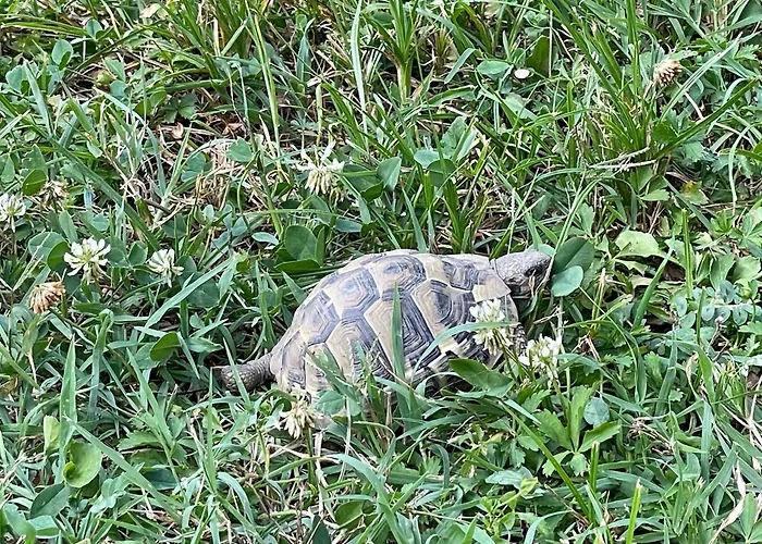 Hysa Apartment Shkodra